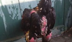 鸡视频,揭秘鸡的世界，趣味科普尽在其中